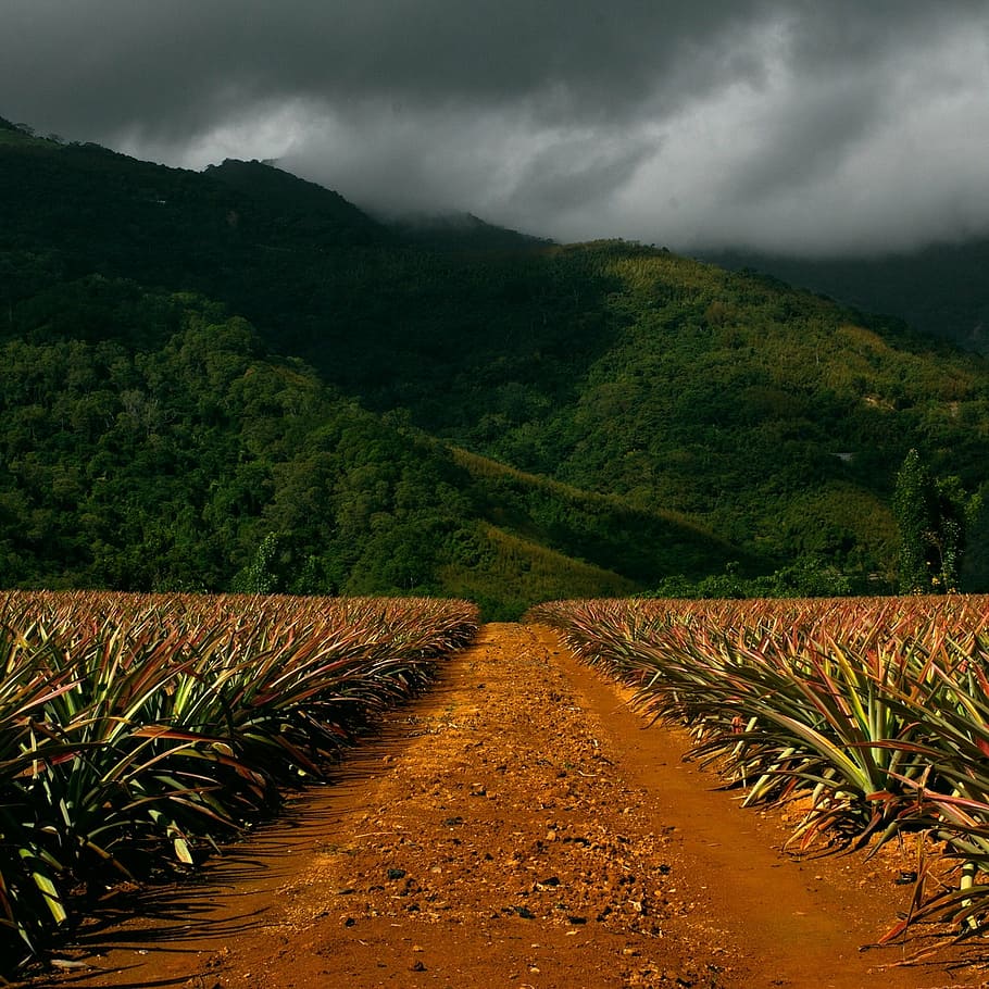 pathway, corn field, mountains, landscape, stormy sky, countryside, outdoor, cornfield, nature, mountain