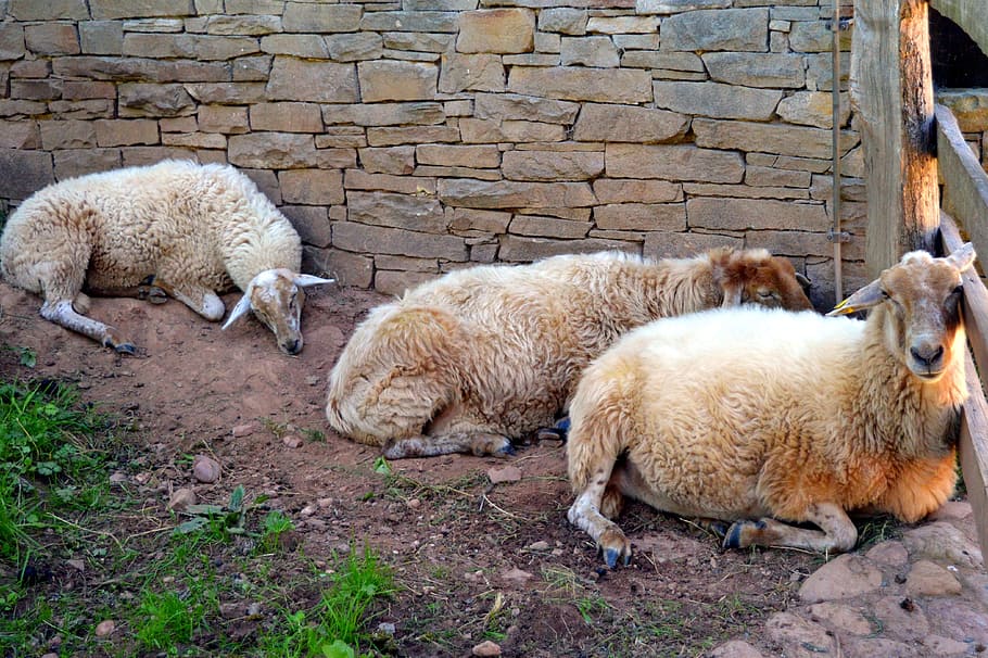 Sheep, Wool, Shearing, Herd Animal, sheep, wool, shearing sheep, livestock, sheep's wool, sheepskin, fluffy