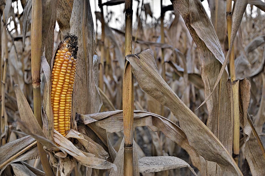 campo de maíz, maíz ordinario, naturaleza, comer, granja, paja, maíz viejo, secado, forraje, campo