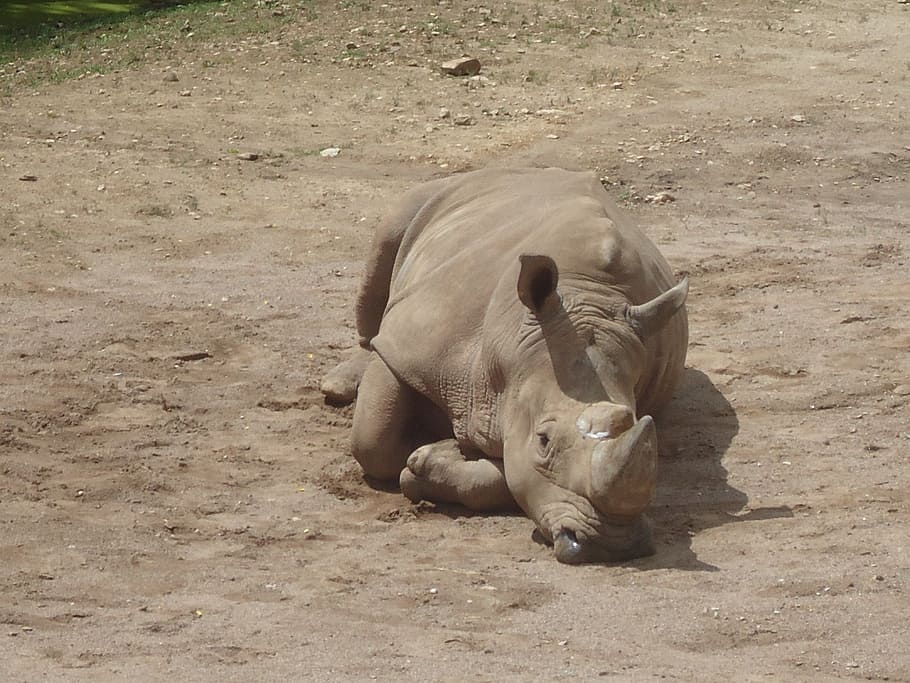rhino, zoo, rhinoceros, wildlife photography, outdoor enclosures, animal world, pachyderm, africa, mammal, nature park