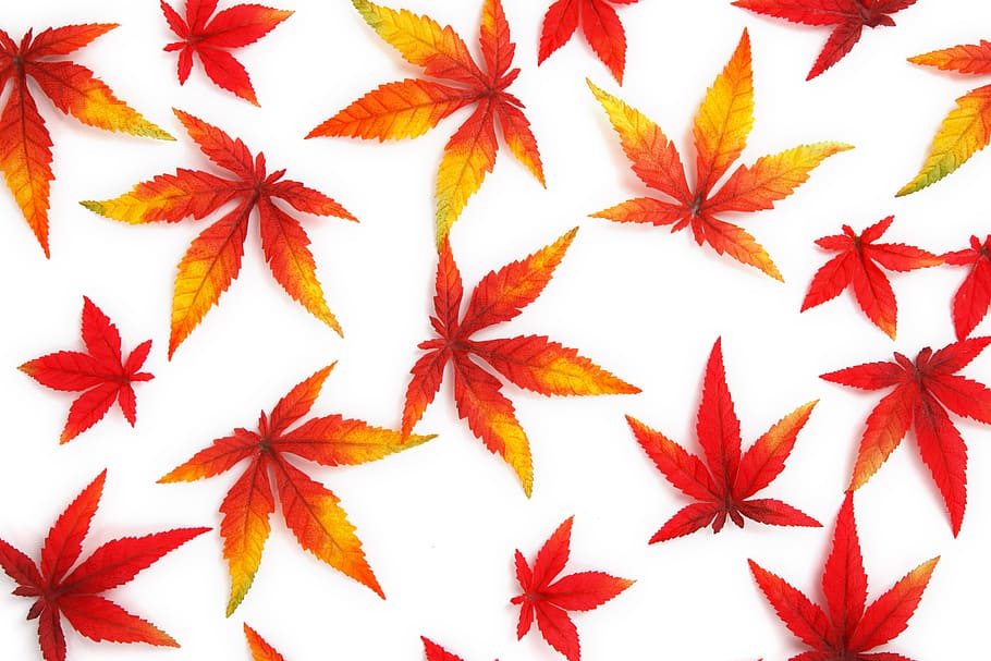 赤, オレンジ, 黄色, 葉, クッシュ, 抽象, 秋, 背景, 明るい, 色