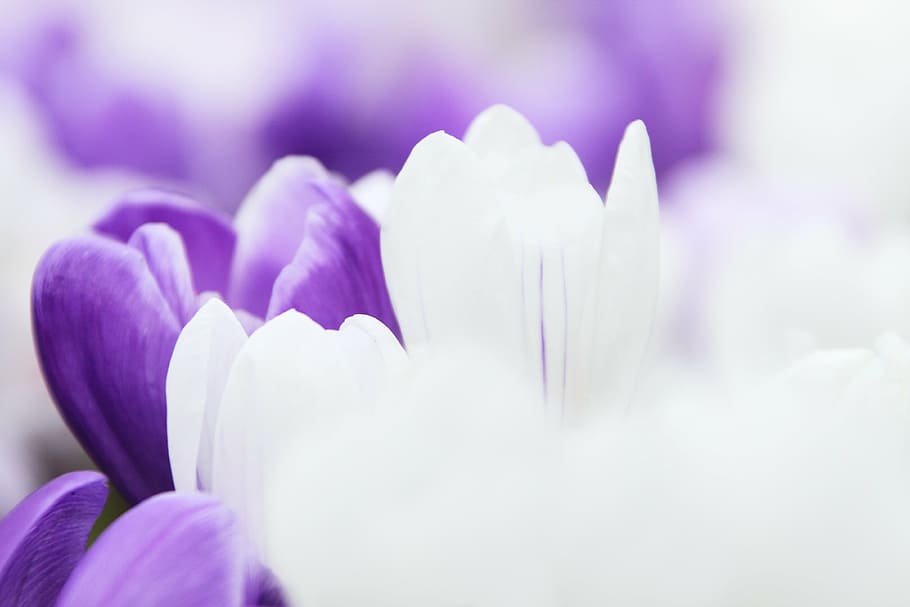 putih, ungu, bunga, latar belakang, crocus, taman, makro, alam, daun bunga, musim semi