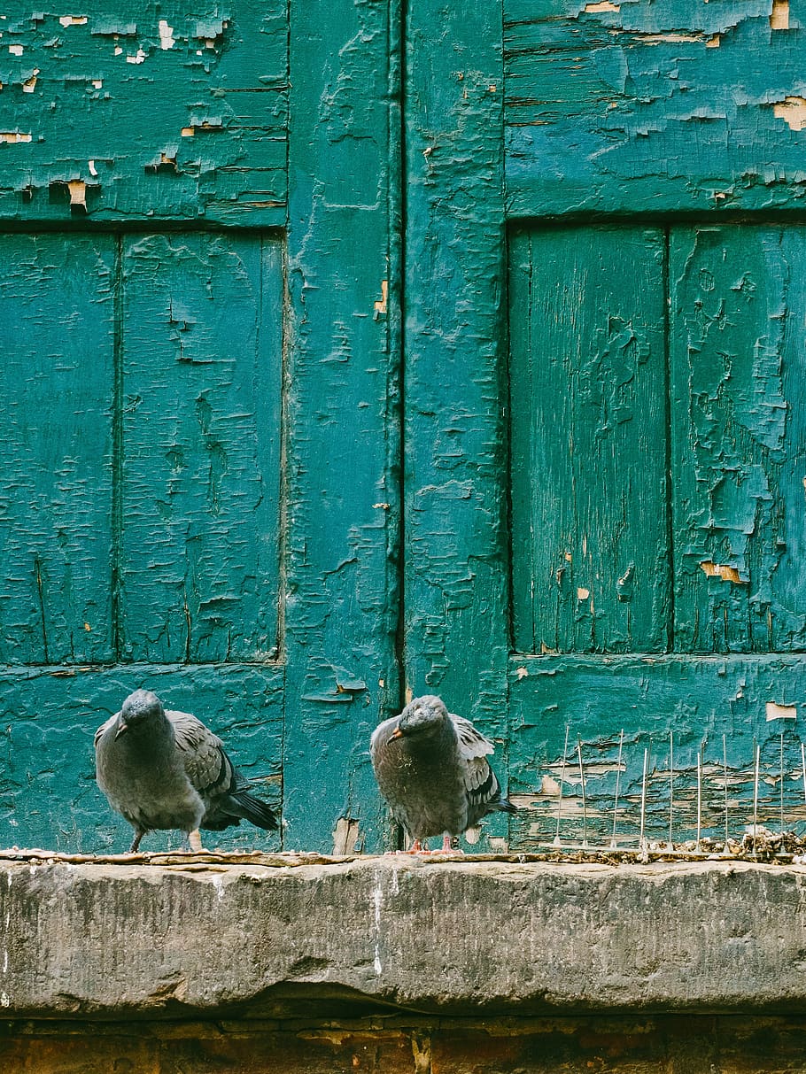 pigeon, dove, bird, animal, outside, wooden, door, wood - material, day, group of animals