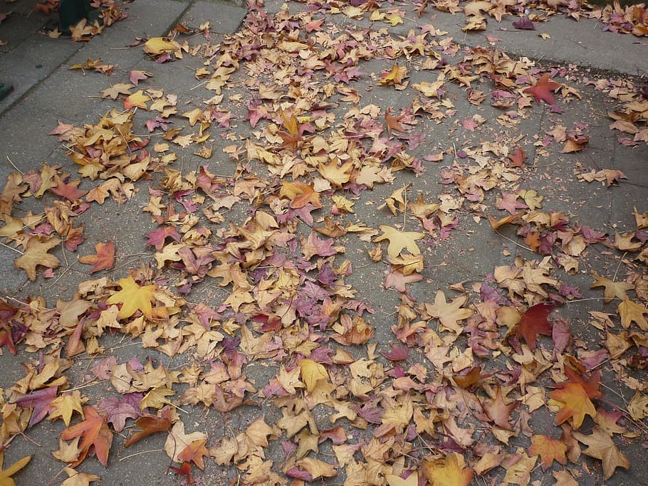 musim gugur, daun, warna-warni, berwarna, warna musim gugur, daun gugur, musim gugur emas, alam, perubahan, bagian tanaman