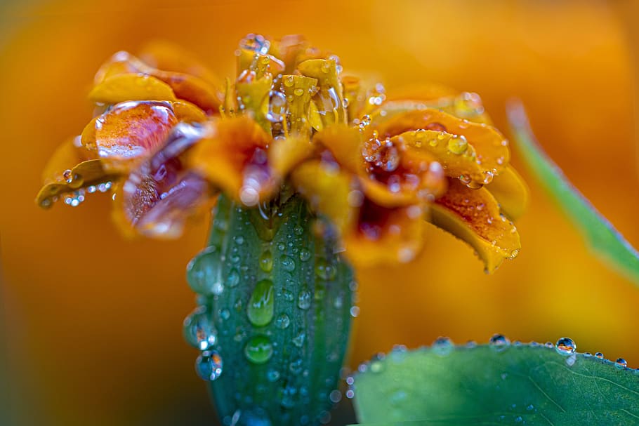 Página 21 | Fotos gotas de agua en flor libres de regalías | Pxfuel