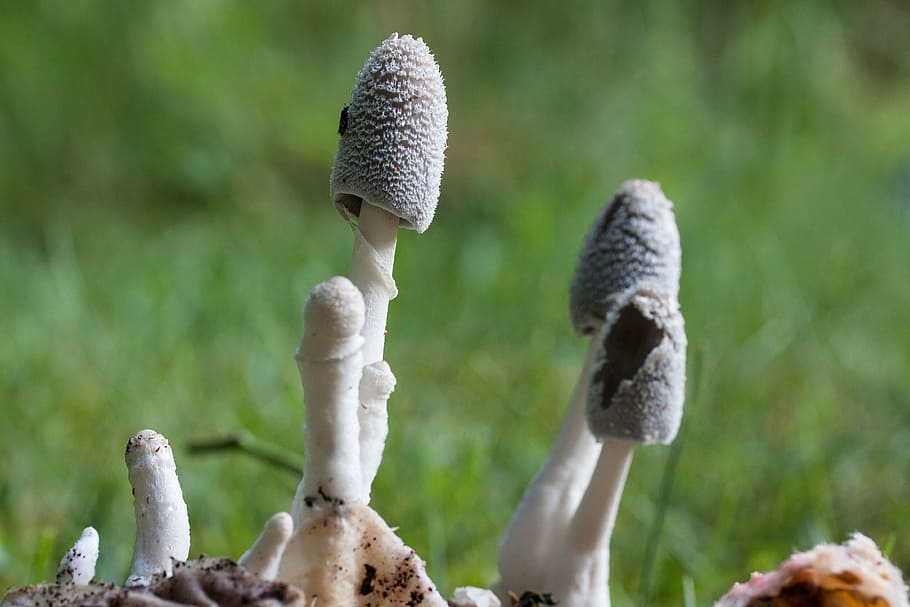 cogumelo, filigrana, branco, reuniram-se, composto cogumelo, inseto, compostagem, flora, natureza, fungo