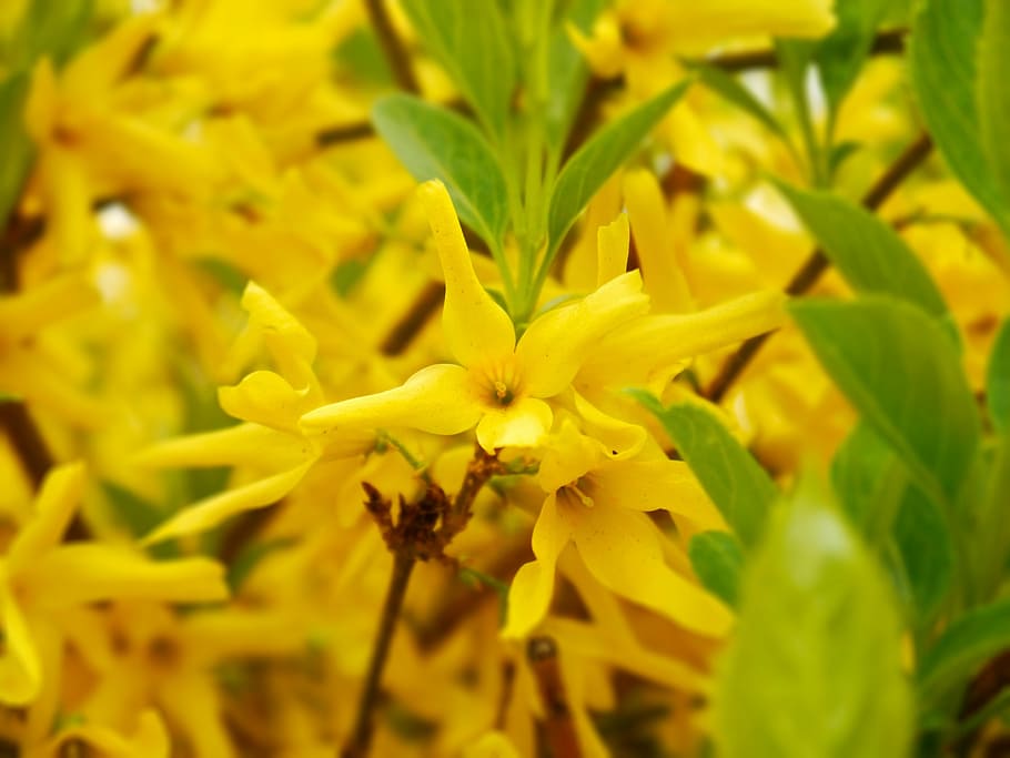 Forsythia, Bush, Yellow, Spring, yellow, spring, ornamental shrub, bloom, plant, garden, forsythia flowers