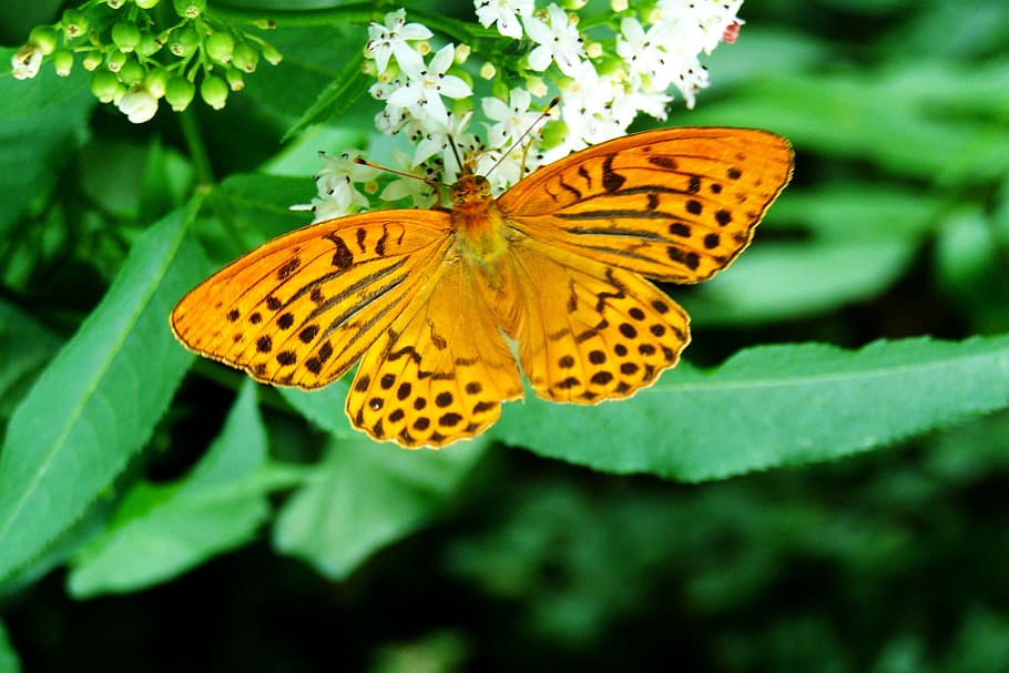 Pérola, Mariposa, Borboleta, Inseto, mariposa pérola, borboleta - inseto, natureza, um animal, animais em estado selvagem, temas de animais