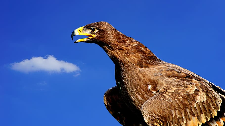 Коричневый Орел. Орел с коричневым оперением. Величественный Орел. Хищная птица коричневого цвета.