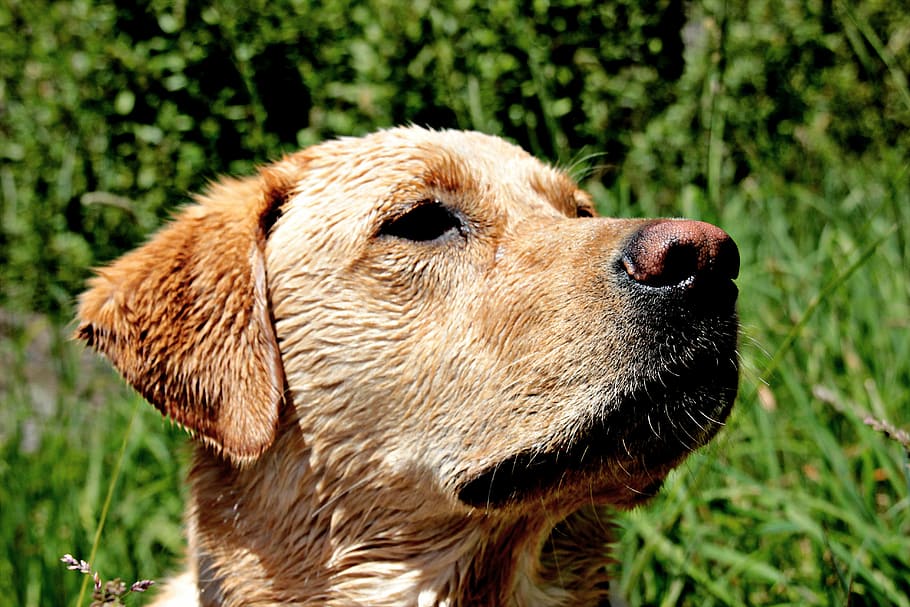 dog, yellow lab, pet, labrador, retriever, purebred, summer, pets, animal, cute