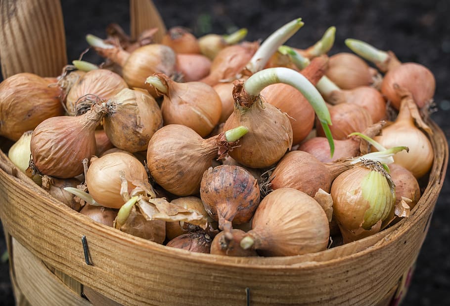 onions, basket, scallions, food, planting, agriculture, closeup, bulb onion, common onion, vegetable