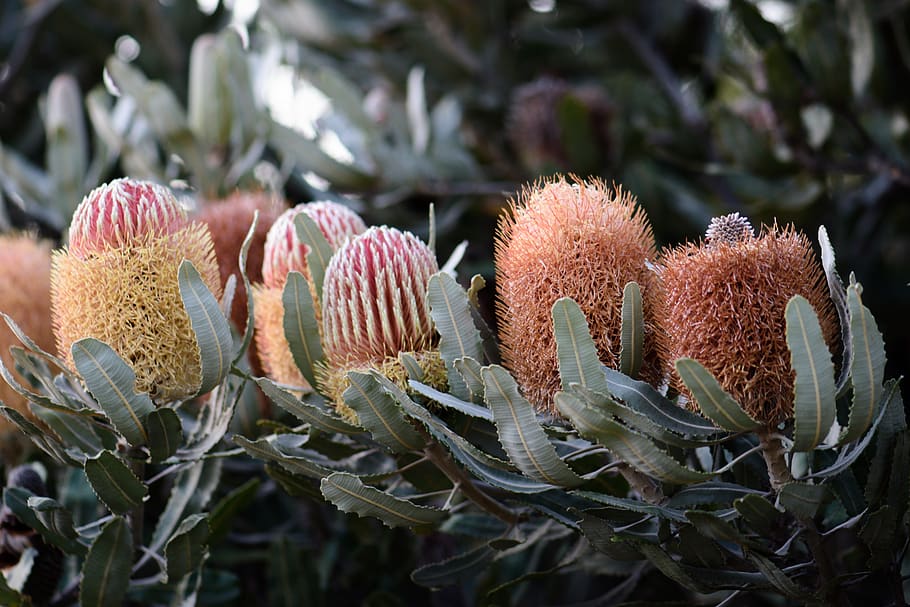 banksia, natives, flowers, australian, bloom, plant, wildflower, flora, nectar, botany