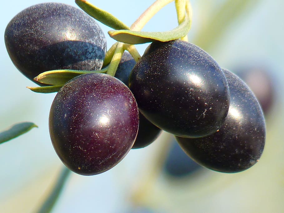 frutas redondas de color púrpura, aceitunas, fruta, olivo, oelfrucht, rama de olivo, naturaleza, planta, alimentación saludable, comida y bebida