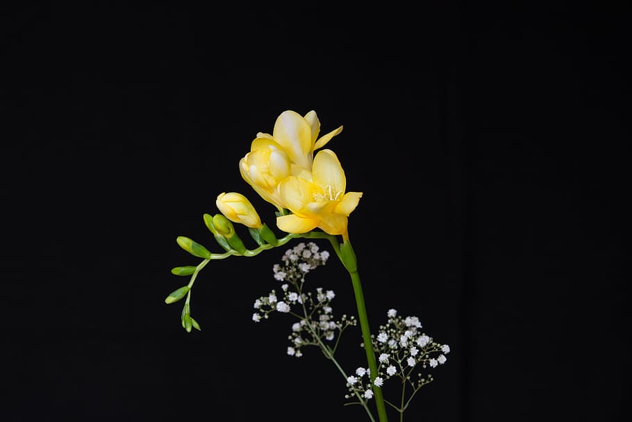yellow, freesia flower, black, background, flowers, yellow flowers, sia, yellow sia, tiresome, schnittblume