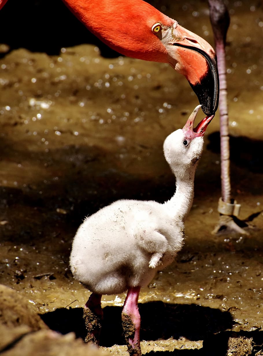 orange, flamingo, feeding, white, flamingo hatch link, flamingos, chicks, cute, birds, water bird