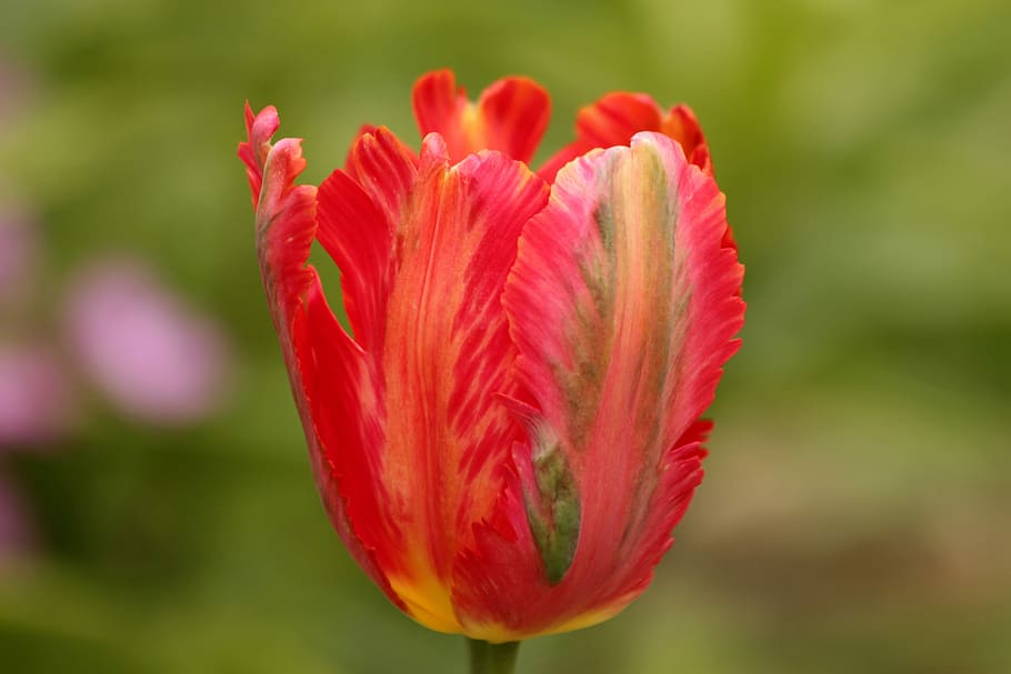 tulipán, tulipán rojo, flor, primavera, belleza, naturaleza, brillante, flores de primavera, flor de jardín, floración