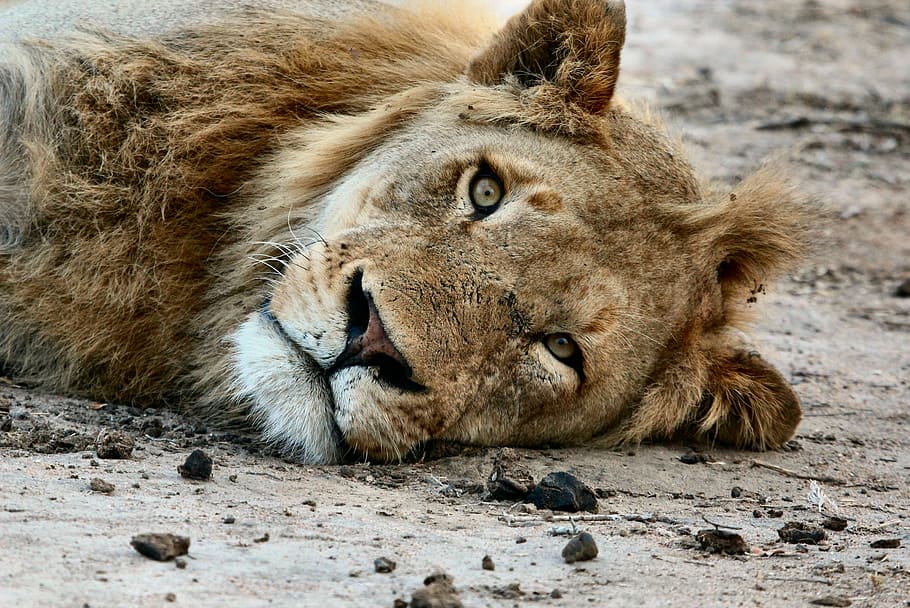 lion, lying, brown, soil, animals, feline, wildlife, whiskers, lay, nature