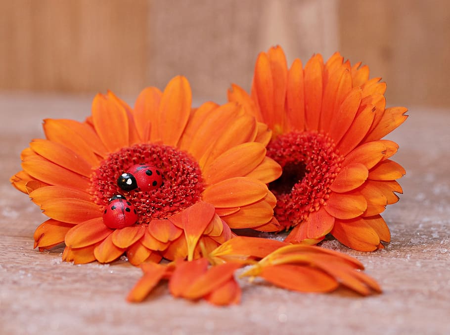 two, orange, gerbera daisies, gbrown surface, gerberas, ladybug, lucky ladybug, flower, flowers, colorful
