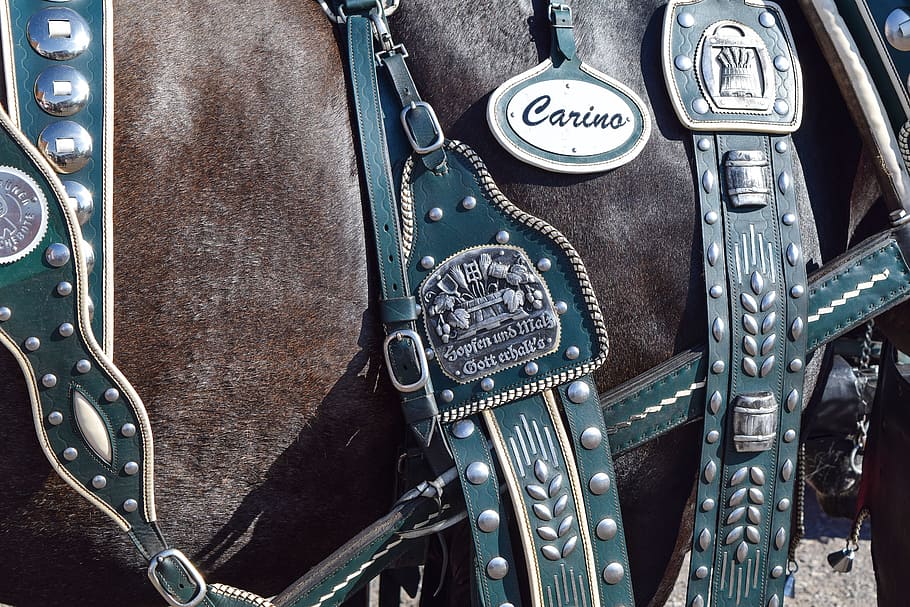 teal leather carino straps, harness for horses, close, historically, section, metal, day, close-up, text, communication