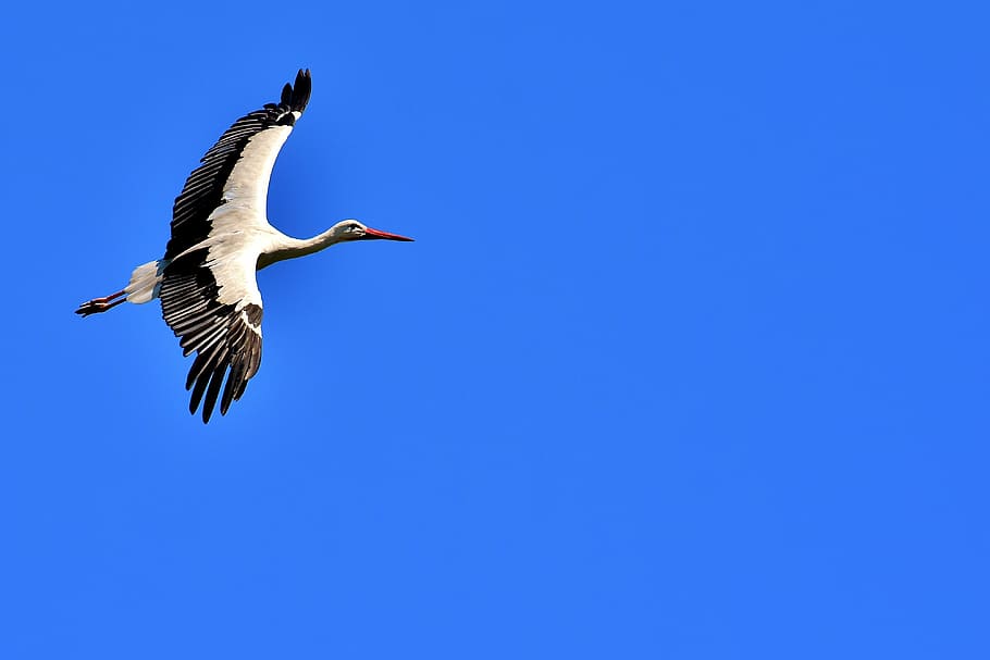 blanco, negro, grúa, mitad del vuelo, cigüeña, mosca, ala, pájaros, plumaje, naturaleza