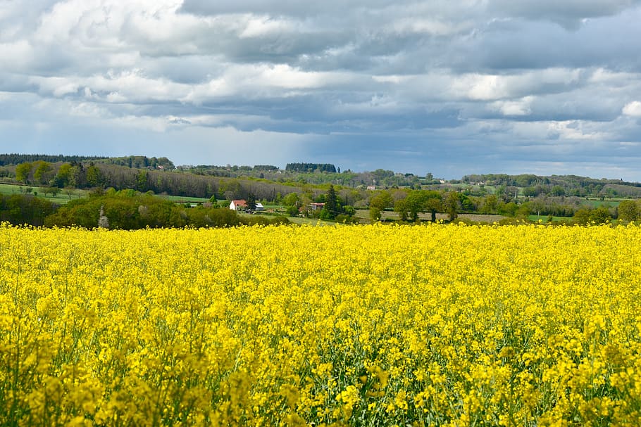 field, rapeseed, nature, yellow, cloud, landscape, agriculture, clouds, beauty in nature, scenics - nature