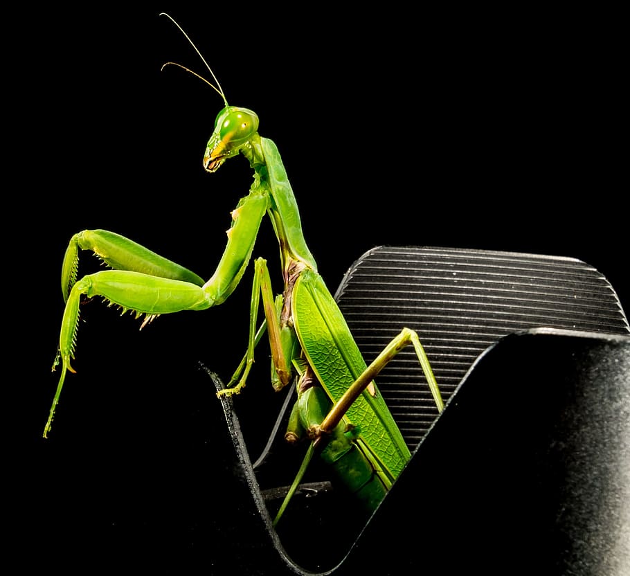 Praying Mantis, Fishing, Locust, fishing locust, green, close, green color, insect, one animal, animal wildlife