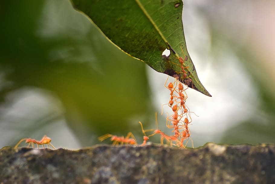 ants, facts, nature, facsinating, tree, summer, ecology, leaf, unity, life