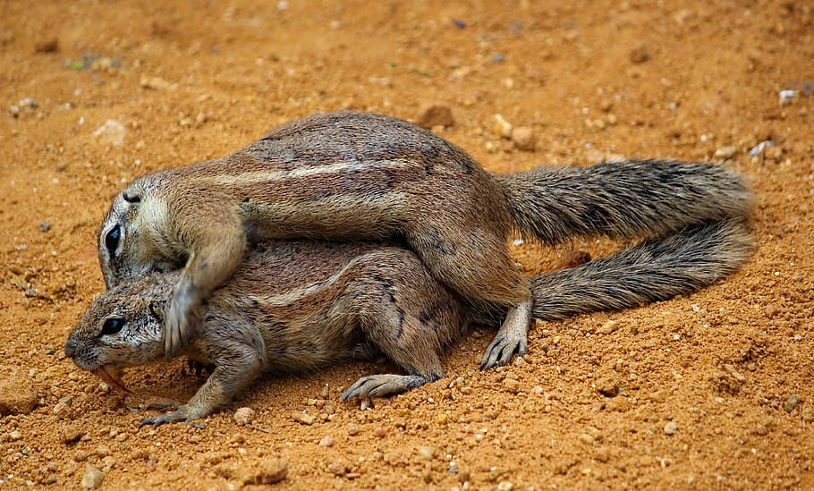 squirrels, cape, couple, fight, game, mating, rodents, sand, zoo, animal
