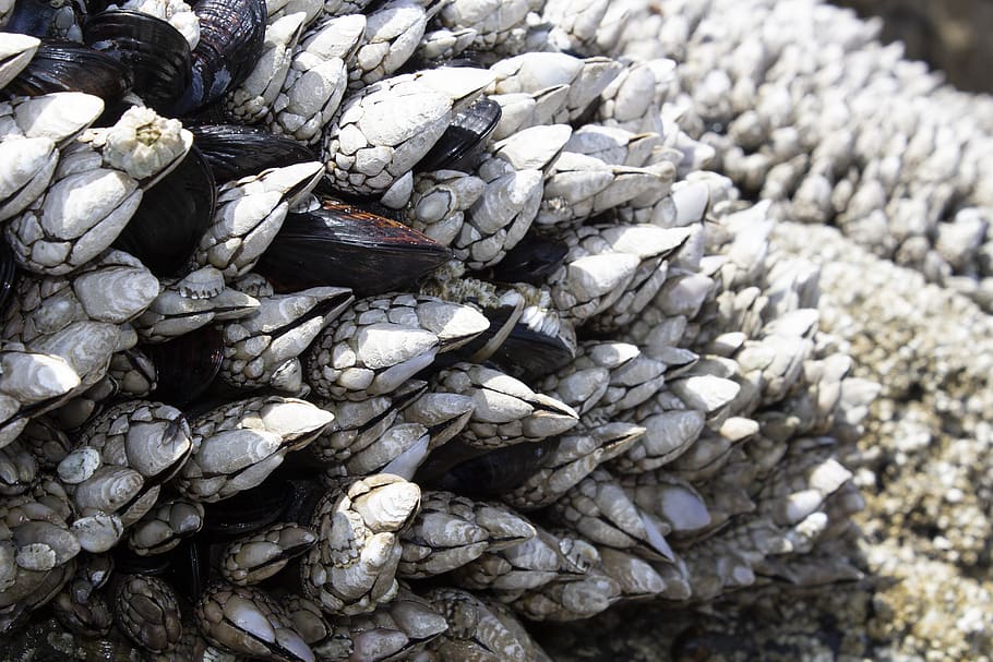 barnacles, mussels, shell, beach, sea, coast, texture, day, solid, nature