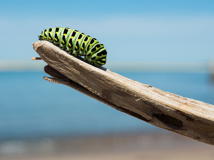 caterpillar, insect, animal, wood, sunny, day, nature, outdoor, animal themes, animal wildlife
