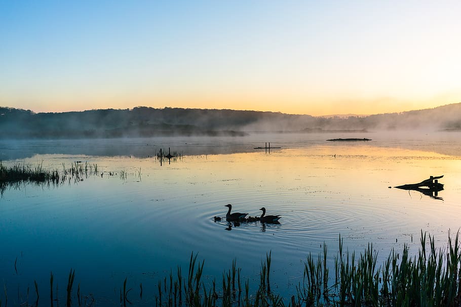 lake, swans, landscape, dawn, morning, horizon, calm, water, birds, blue