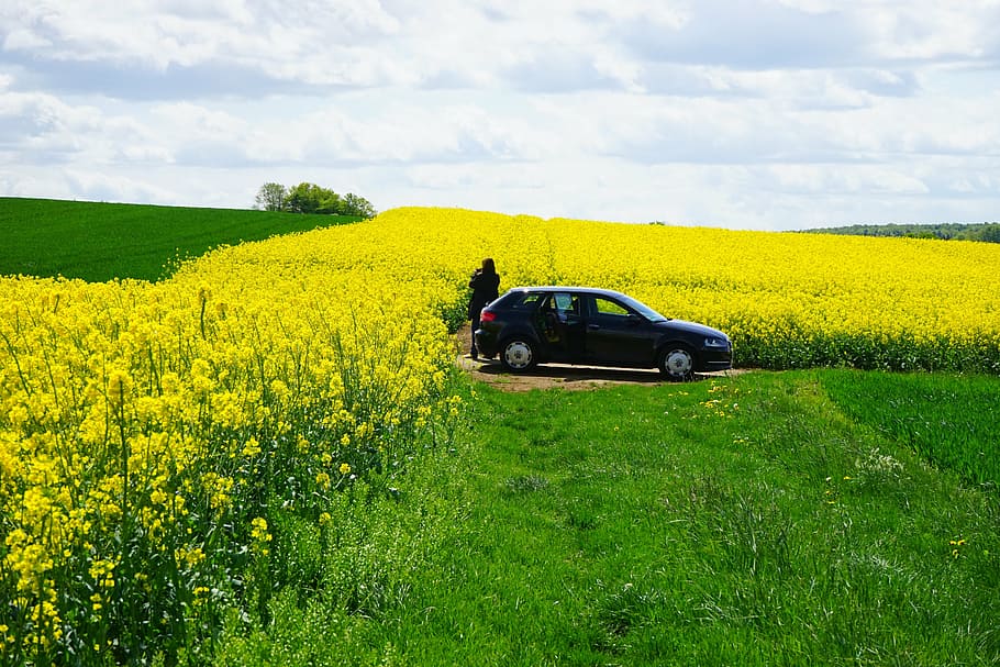 field of rapeseeds, photographer, auto, fields, reported, photograph, blütenmeer, yellow, flowers, plant