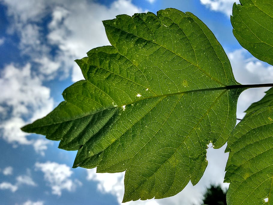leaf, veins, rip, green, sky, spring, background, plant part, green color, close-up