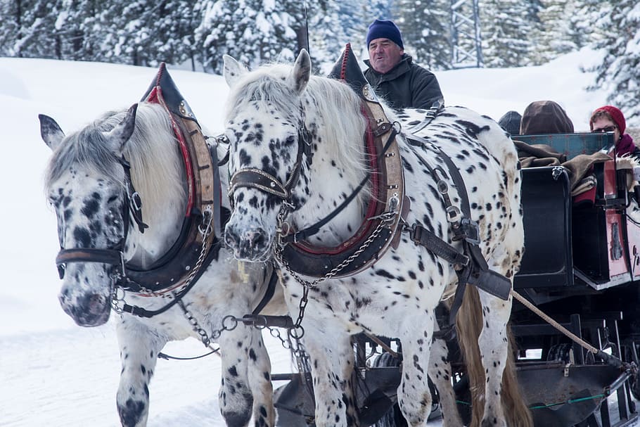 white-and-black, spotted, horses, mounted, carriage, winter, slide, sleigh, sleigh ride, snow