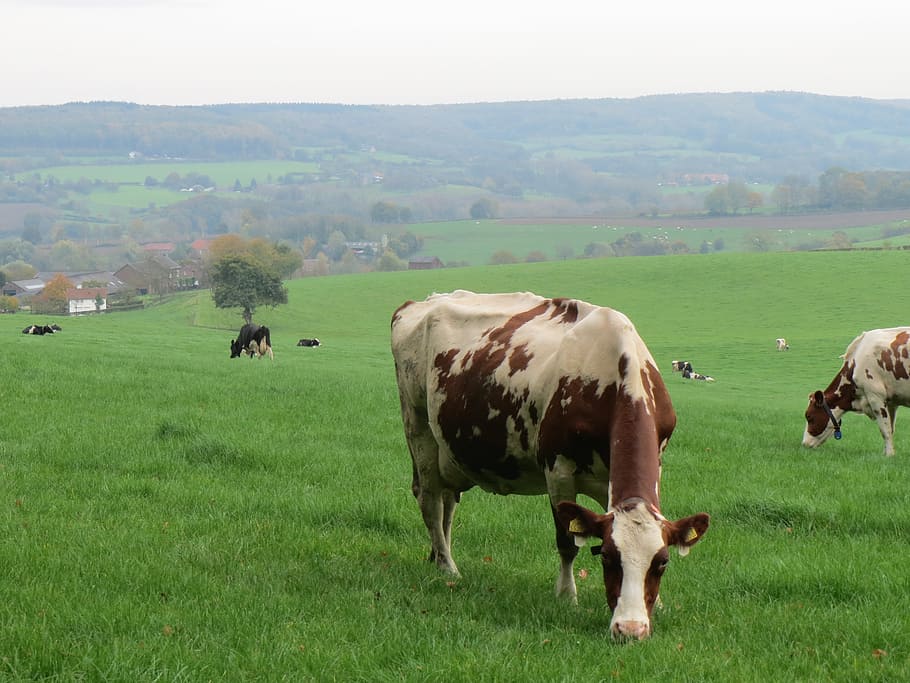 cow, cows, beef, nature, pasture, limburg, domestic, domestic animals, mammal, grass