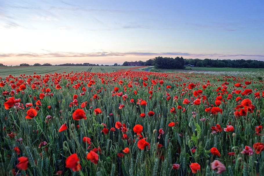bed of red flowers, flower, flowering plant, plant, beauty in nature, landscape, field, freshness, sky, growth