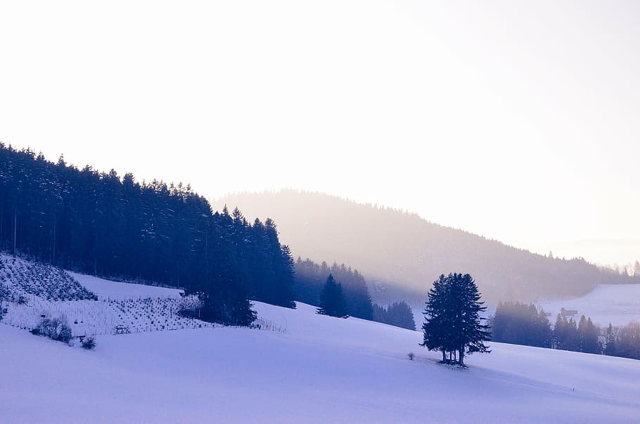 木, 丘側, 覆われた, 雪, 昼間, 雪原, 山, 丘, 冬, 寒さ