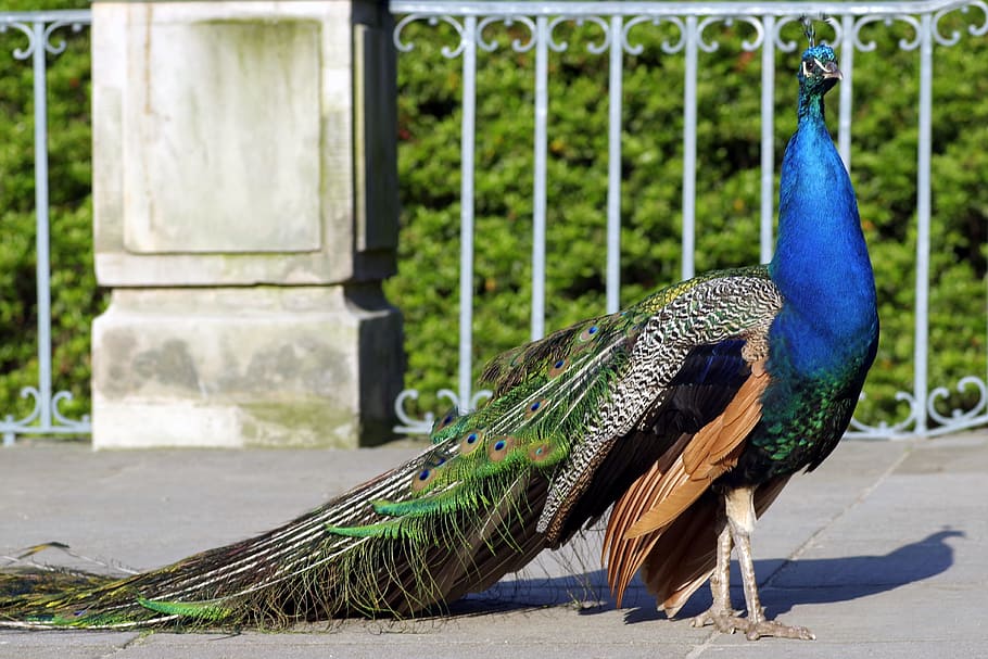 Peacock, Dashing, Bird, Park, Coloured, blue, tail, large, gorgeous, color