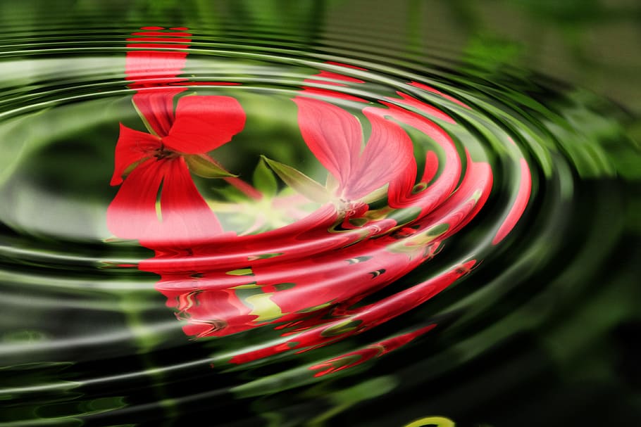 flor de pétalos rojos, geranio, ola, agua, anillos, círculo, círculos de ondas, fondos de pantalla, imagen de fondo, fondo