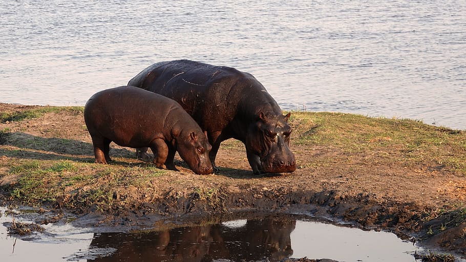 wildlife photography, two, hippopotamus, africa, hippos, safari, hippo, botswana, nature, wildlife