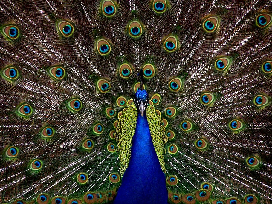 pintura de pavo real, pavo real, pájaro, plumaje, pantalla, completo, elegante, colorido, belleza, pluma