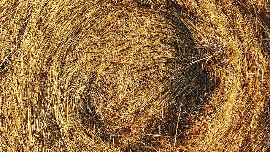 straw, grain, rice, field, crops, yellow, strand, agriculture, plant, hay