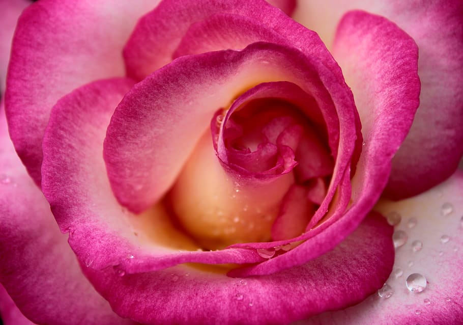 rosa rosa, de cerca, rosa bicolor, gota de agua, rosa, sentimiento, pasión, fondo, macro, flor