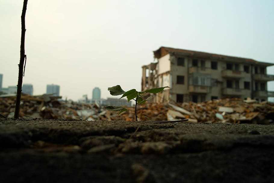 Plant, Leaf, Building, Hope, Destruction, building, hope, building exterior, built structure, architecture, ghetto