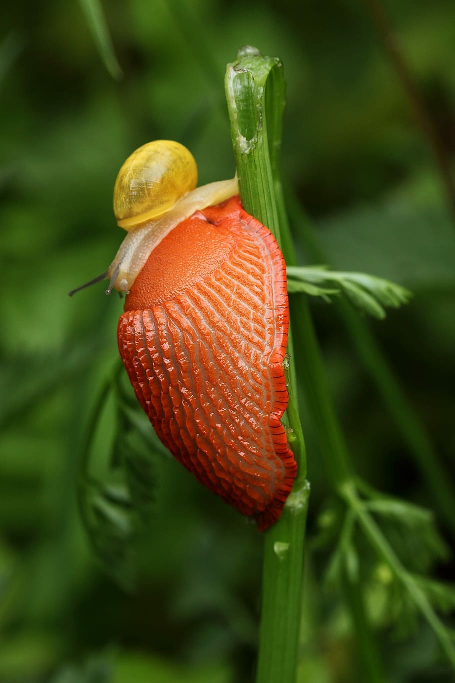 slug, orange, snail, close-up, orange color, plant, focus on foreground, mollusk, green color, gastropod