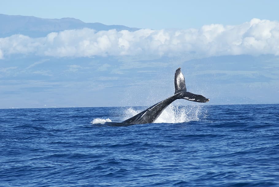whale tail, ocean, whales, diving, water, seas, horizon, blues, skies, sky