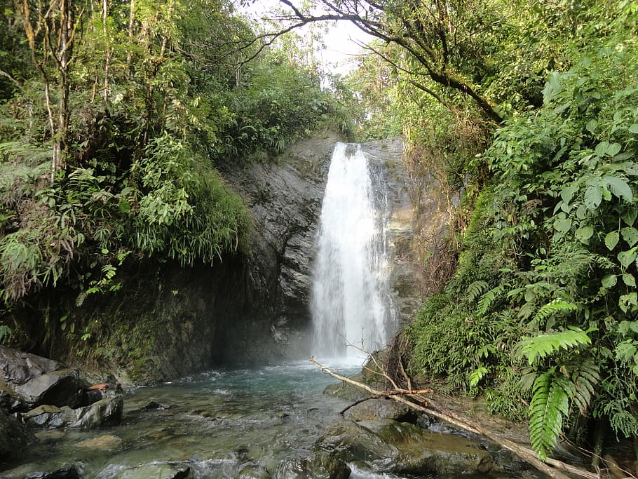 cascade, rain forest, waterfall, jungle, wild, nature, latin america, water, plant, tree