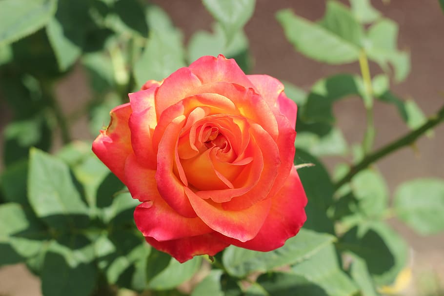 red yellow rose alinka, bloom, plant, spring, romantic, garden, rose, rose - flower, flower, flowering plant