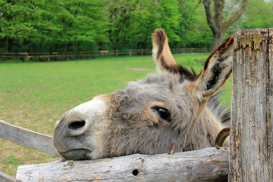 donkey, leaning, fence, animal, head, eyes, ears, mammal, farm, nature