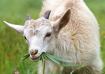 ヤギを食べる写真 Pxfuel